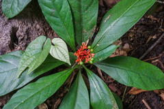 Rauvolfia serpentina