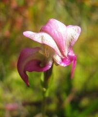 Disperis paludosa