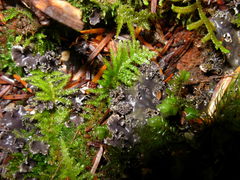 Peltigera pacifica