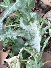 Golovinomyces sonchicola