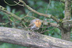 Erithacus rubecula
