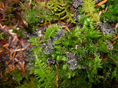 Peltigera pacifica