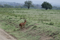 Aepyceros melampus melampus