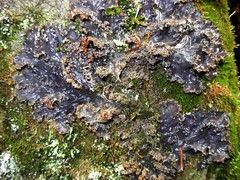 Peltigera pacifica