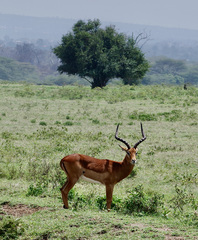 Aepyceros melampus melampus