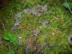 Peltigera pacifica