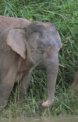 Elephas maximus borneensis