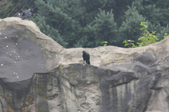 Corvus monedula