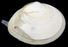 Macoma inquinata