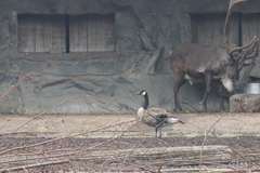 Branta canadensis