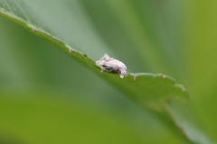 Platphalonidia