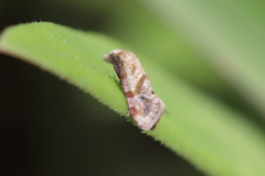Platphalonidia