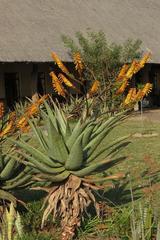 Aloe marlothii marlothii