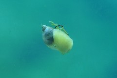 Gastropoda