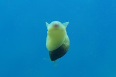 Gastropoda