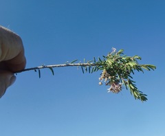 Agathosma riversdalensis