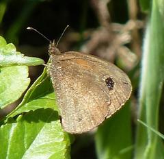 Cassionympha detecta