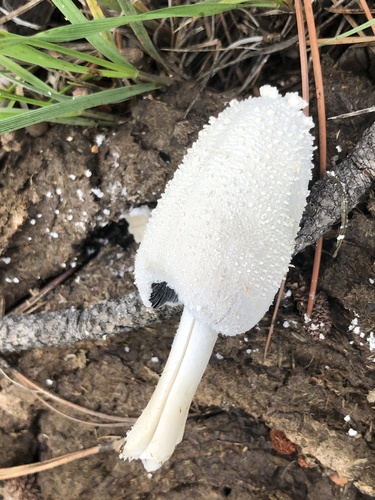 Snowy Inkcap