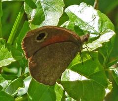 Cassionympha detecta