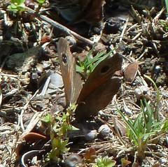 Cassionympha detecta
