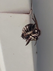 Dolichovespula maculata