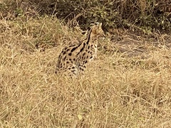 Leptailurus serval lipostictus
