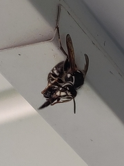 Dolichovespula maculata