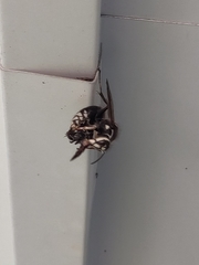 Dolichovespula maculata