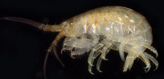 Gnathopleustes pachychaetus