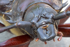 Prionus californicus