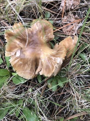 Entoloma spadiceum