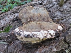 Fomitopsis schrenkii