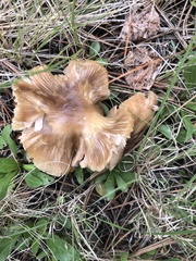 Entoloma spadiceum