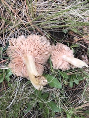 Entoloma spadiceum