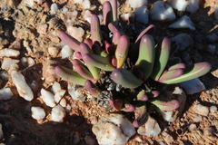 Argyroderma fissum