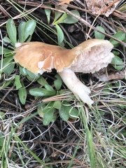 Entoloma spadiceum