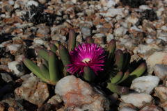 Argyroderma fissum