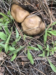Entoloma spadiceum
