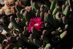 Argyroderma fissum