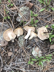 Entoloma spadiceum