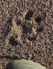 Aonyx capensis capensis