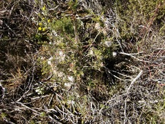 Agathosma riversdalensis