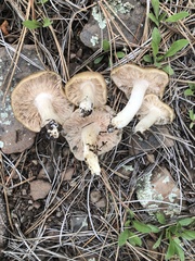 Entoloma spadiceum