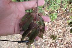 Grewia flavescens