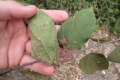 Grewia flavescens