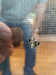 Trichodezia californiata