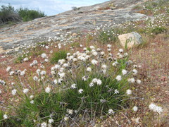 Borya sphaerocephala