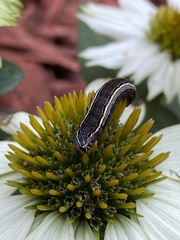 Spodoptera