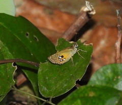 Pheraeus honta