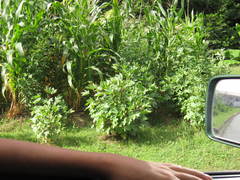 Abelmoschus esculentus